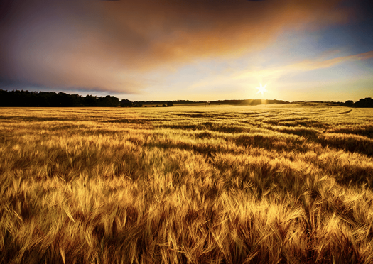 大麦と小麦の違い