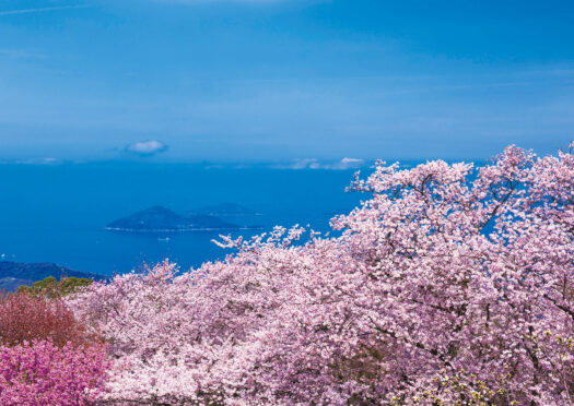 瀬戸内海に突き出た荘内半島（香川県三豊市）のほぼ中央に位置する紫雲出山（しうでやま）に咲き誇る満開の桜