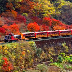 紅葉をバックにトロッコ列車が走る！<br>保津峡の絶景と初秋の味覚を満喫する。