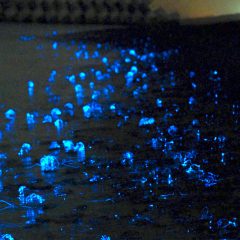 富山県の八重津浜海水浴場。ボードセーリングの名所として知られるが、3～5月は「ホタルイカの身投げ」でも有名。青白い燐光が浜辺を覆い尽くす。