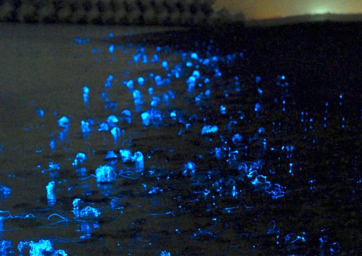 富山県の八重津浜海水浴場。ボードセーリングの名所として知られるが、3～5月は「ホタルイカの身投げ」でも有名。青白い燐光が浜辺を覆い尽くす。