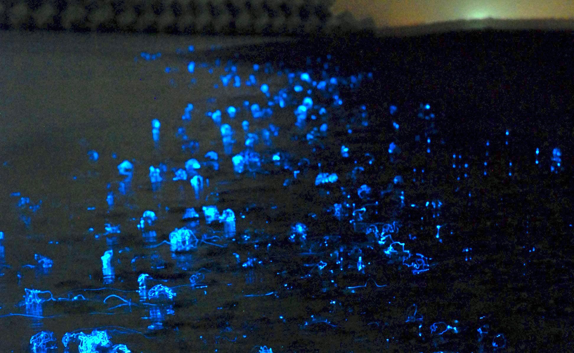 浜辺を幻想的に彩る、 ホタルイカの身投げ。