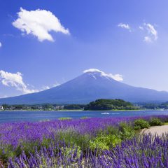 紫のラベンダー畑から、富士の偉容を望む。