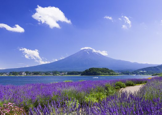 紫のラベンダー畑から、富士の偉容を望む。