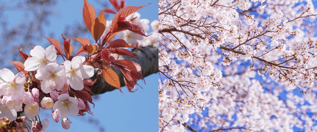 ソメイヨシノ以外にもいろいろある、桜の品種。
