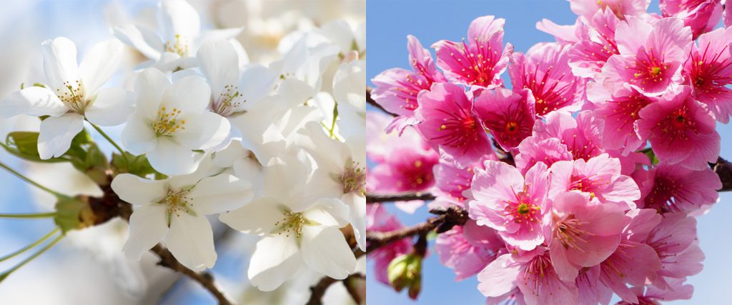 左：オオシマザクラ　右：寒緋桜