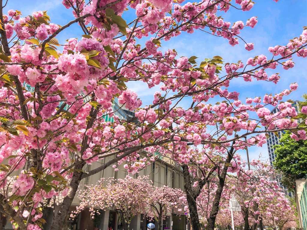 東京・紀尾井町の八重桜並木