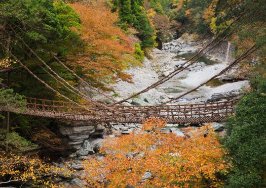 奇橋を飾る紅葉と、生シイタケの旨味。