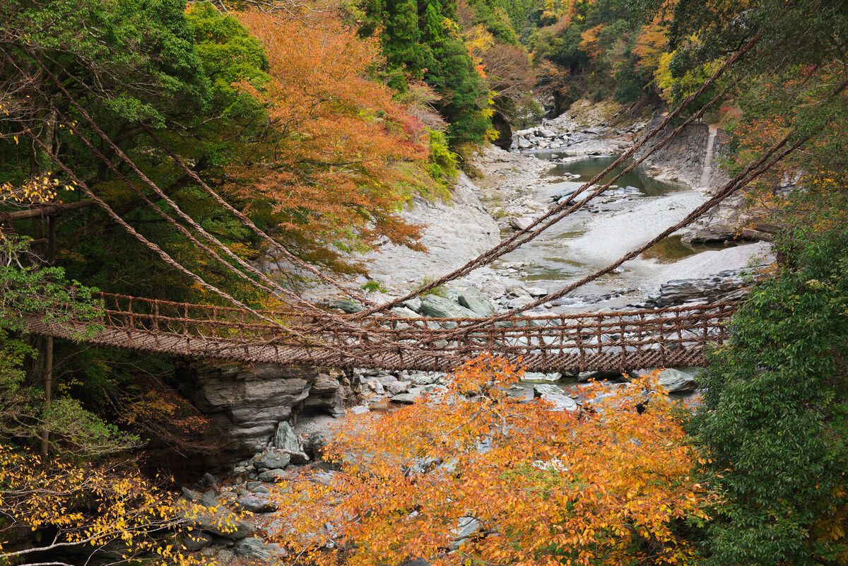 奇橋を飾る紅葉と、生シイタケの旨味。